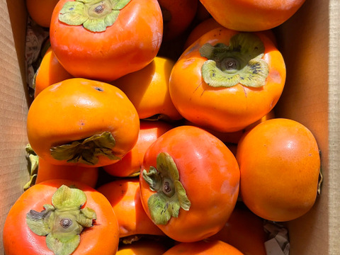 【富有柿訳あり5kg】和歌山・橋本産のオレンジの宝石✨　　
糖度最高レベルをお召し上がりください！！！