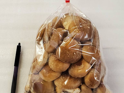新鮮！用途多彩！生しいたけ（菌床）　1kg