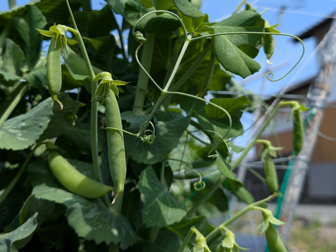 茹でて◎炒めて◎有機スナップエンドウ 2kg