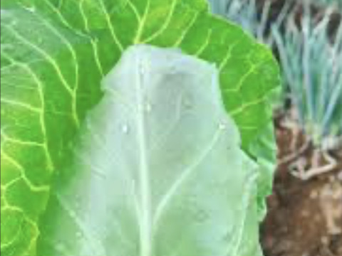 色々なキャベツの盛り合わせ
フルーツキャベツ1.6k
紫キャベツ.           1.3K
ミサキキャベツ     1.0k
フルーツキャベツ意外でもう一つ選択肢