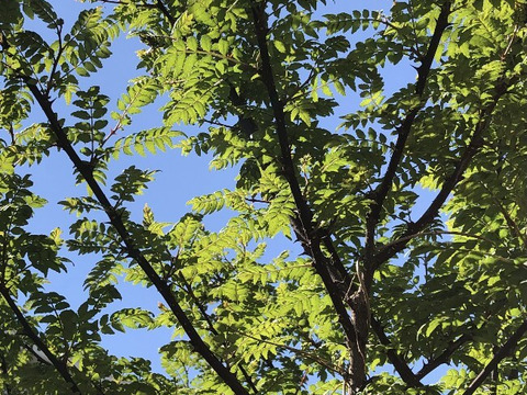 自然農法栽培 山椒の実50g　冷凍　今年収穫分をすぐ冷凍した山椒の実です。新鮮な山椒の実をお届けいたします