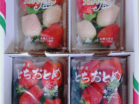 とちおとめとスカイベリー、白いちごの食べ比べセット
【いちご食べ比べ】