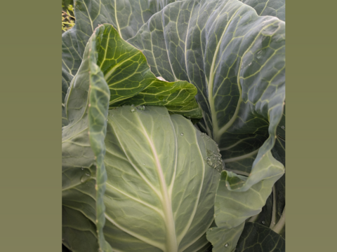 🥬初夏キャベツ🥬２玉