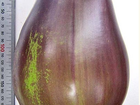 茄子好きには溜まらない！奥三河伝統野菜　天狗茄子3k（5本～8本）