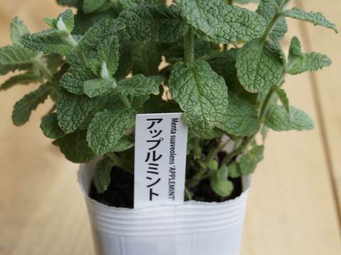 アップルミント[食用]  ［あわせ買い対象商品は3つまで同梱可］