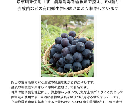 希少✨ＥＭ菌栽培✨ピオーネ🍇2個入り期間限定
農薬削減品