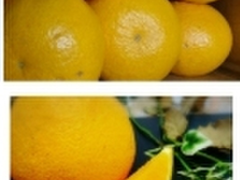 3月）春爛漫よくばりセット