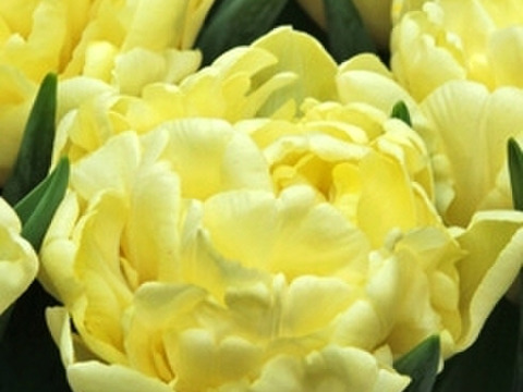 【限定3名】 チューリップ切花　八重咲きミックス20本　4種×5本　見つけた人、超ラッキー!!!　※北海道・沖縄県配送不可※