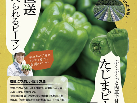 【予約】【関西一のピーマン産地、「たじま」からお届け】　朝採れ発送！　兵庫県香美町産「たじまのピーマン１０ｋｇ」