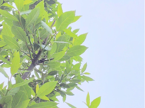 【単品🏣ゆうパック】オリーブとローリエの枝葉🌿約25cmの枝葉🌿各約10本以上、計20本 🏣ゆうパック60サイズにてお届け♪ハーブ🌿☆自然栽培