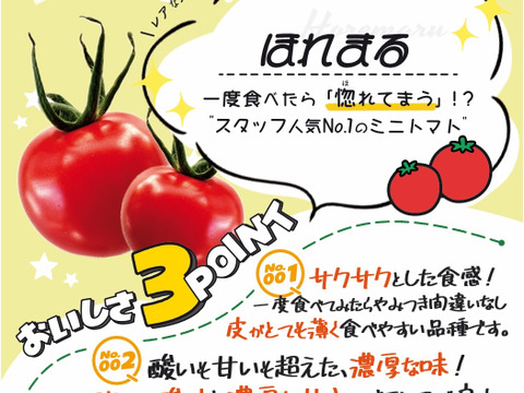福島県大熊町産 ミニトマト食べ比べセット〈4品種・サンゴ砂礫農法〉800g〜3kg