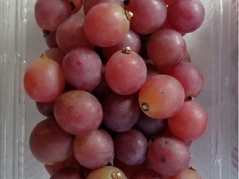 🦺希少品種🍇天候被害SOS🦺　　
　　　　　　　　🌿果汁タップリ🔴紅伊豆🌿　
　　 　　　　　【訳アリ紅伊豆の粒/約450g×2P程度】