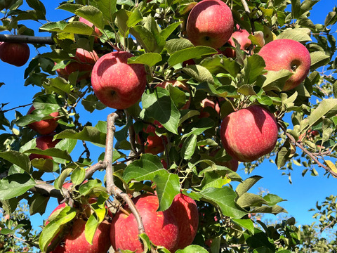 權之丞の葉取らずミックス！　🏆2025年りんごGP金賞受賞🎊葉取らず高徳&葉取らずサンふじ　家庭用2kg【5〜10個入り】