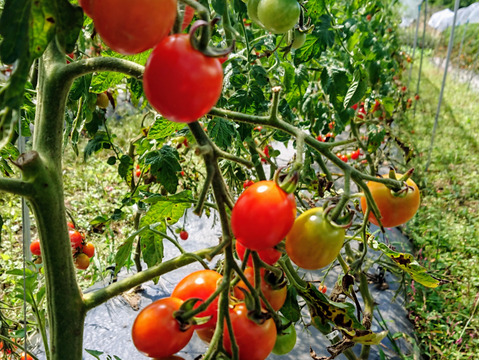 【本当に美味しい🍅】自然栽培！味の濃い中玉トマトとミニトマトのセット
