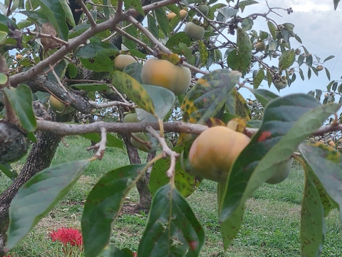 特別栽培の次郎柿1k