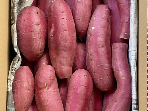 訳ありでもシットリ甘い！「シルクスイート」色々なサイズ入り  5キロ箱