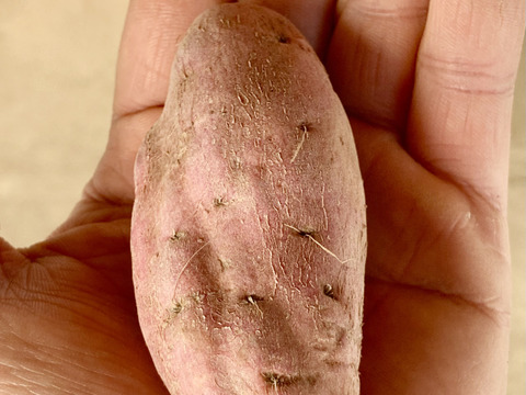 石焼窯で焼いた！ねっとりあまあま焼き芋！「安納芋」ミニ芋 1kg