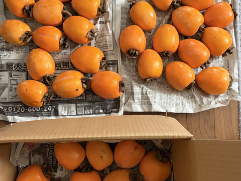 愛媛県丹原町産　あたご柿　干し柿用渋柿　訳あり箱込み10キロ