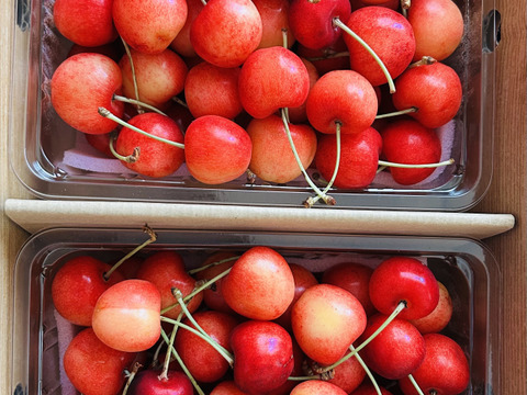 【さくらんぼ最高糖度賞受賞園地】紅てまり　訳1kg