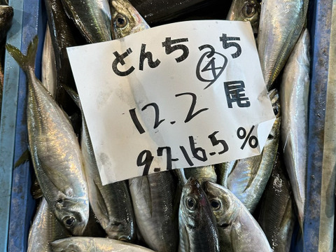 【期間限定】どんちっちアジ/高級ブランド/脂質10％/以上/トロアジの最高峰/1000g前後【2026新物】
