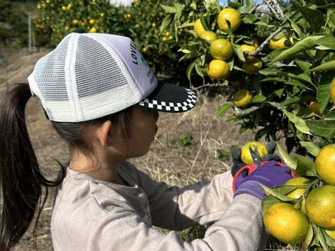 数量限定！めちゃ小玉！有田みかん 10kg