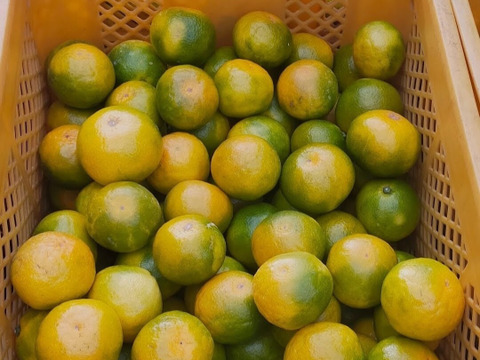 有田みかん【小粒小玉】2kg（箱込）