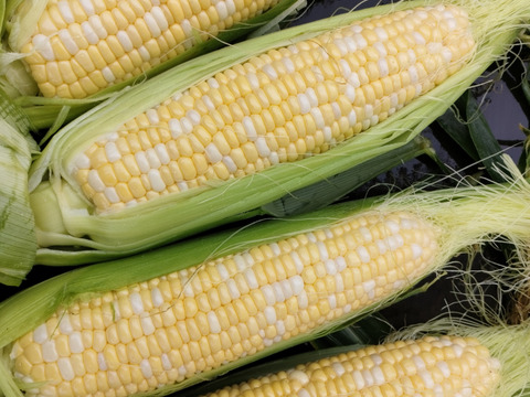 極甘ドルチェドリーム　朝採り直送！4.5kg以上 1本420~550gのとうもろこし12〜9本（皮付きのままの重量になります）