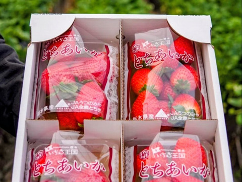 朝摘み！栃木県産★完熟とちあいか！大玉！甘くて酸味が少ない品種です！