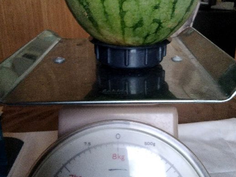 兵庫産　訳あり小玉すいか1玉（ニュー小玉）②