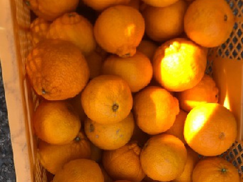 富士山が見える日当たりの畑で育った　不知火（不揃い）8ｋｇ