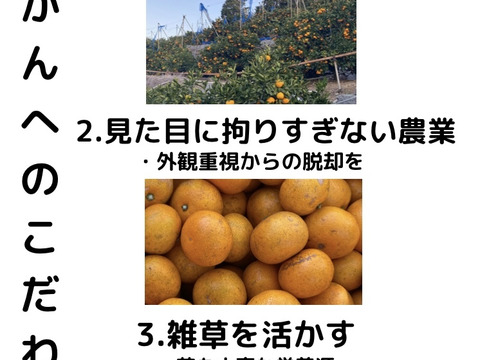 【これ選べば間違いなし】段畑育ちの早生みかん　サイズ混合　10kg
