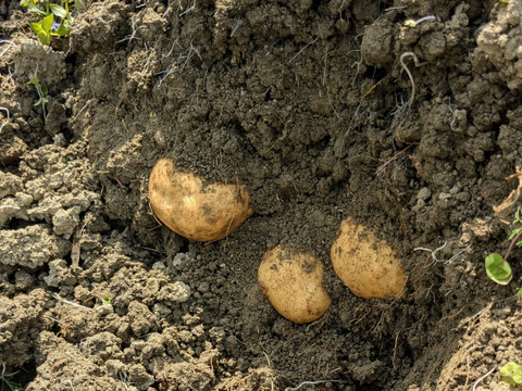 やんばるの山羊フンで育った新じゃがいも9kg【農薬・除草剤・化学肥料不使用】