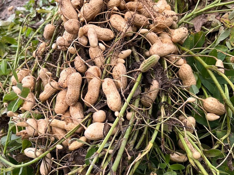 大粒落花生（生） おおまさりネオ（1.0kg）