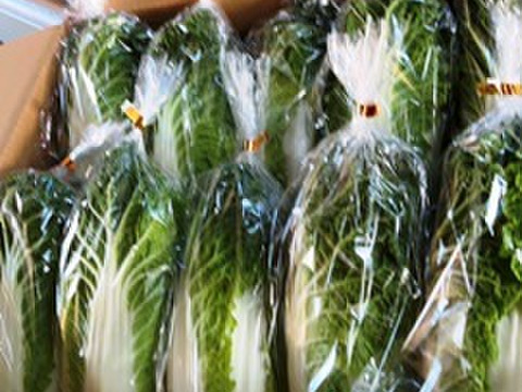 有機肥料で納豆菌栽培　食べきりサイズの白菜２０個入り