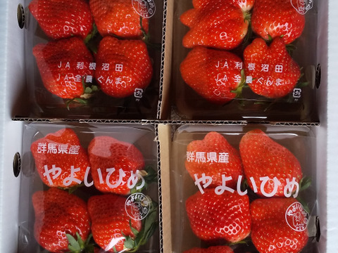 【初摘み】いちご中身おまかせ8パック 【よつぼし】【おいCベリー】【やよいひめ】から収穫開始次第、品種(1から2品種)とサイズは、おまかせでお届け‼︎ 朝採りをその日のうちに発送します(^^)