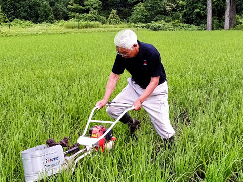 【数量限定】新潟県産コシヒカリ 令和7年度新米 白米 自家消費用お裾分け