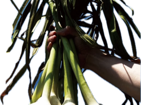 【期間限定】掘りたて！『四国カルスト大野ヶ原産の生にんにく白玉王とニューホワイト』サイズは(小から大)土付き 5玉