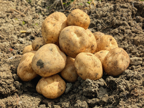 やんばるの山羊フンで育った新じゃがいも4.5kg【農薬・除草剤・化学肥料不使用】