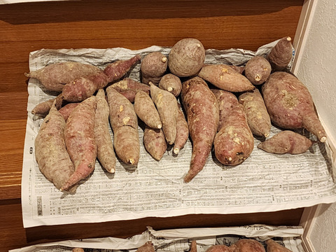 【訳あり・順次発送】さつまいも3種（安納芋or紅はるかorシルクスイート）10kg ※栽培期間中化学肥料・農薬不使用※ R7年静岡産 3S/2S/S/M/Lサイズ混合 サツマイモ/さつま芋