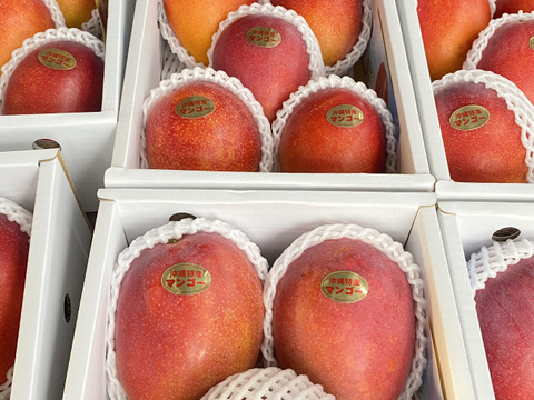 マンゴーの日セール 7/10-7/15】家庭用マンゴー( 約1.5Kg)：沖縄