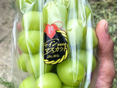 島根県産シャインマスカット 2房【各450g程度／化粧箱入り