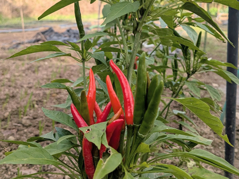 【お買い得☆旬の野菜セット（10品〜13品目）】新鮮お野菜🌿🫛🧅農薬、除草剤、化学肥料等、一切不使用☆ゆうパック🏣80サイズにたっぷりお入れいたします☆