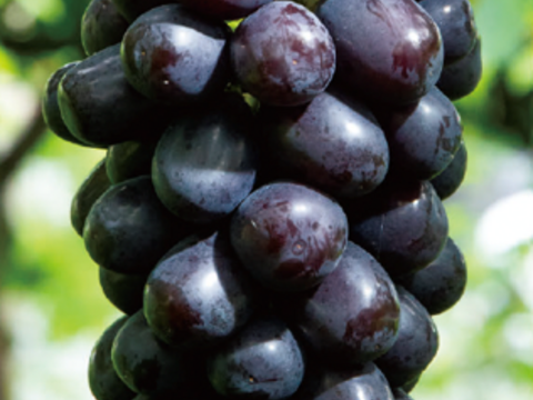 「牧丘天空の丘　マスカットノワール」 約1kg(2～3房) 10月1日～発送