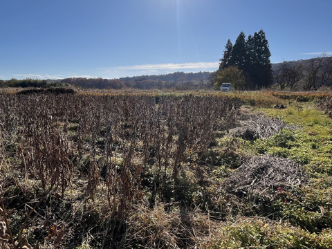 大豆（里のほほえみ）２kg農薬不使用•無施肥