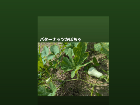 🎃🍁秋の野菜セット🍁🎃