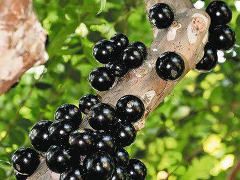 これは珍しい！！　ぎょっとする！？幻のフルーツ！！【ジャボチカバ】　250g【お試し】【お手頃価格】【数量限定】【夏ギフト】