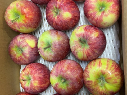 訳有 小玉シナノリップ ３キロ箱 13～15玉