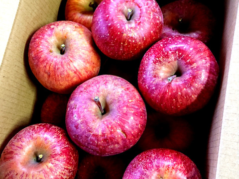 【 オススメ大玉多め！🍎訳あり・サンふじ】  7㎏ (中～大玉18個)