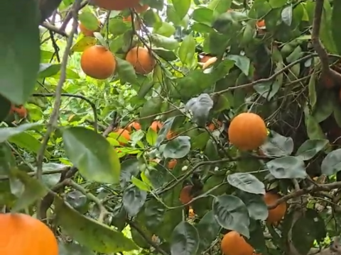 じゅわっとセミノール3kg