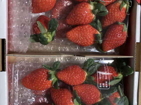 2025年度初物いちご！㉓真心農園　べにたま【葵】化粧箱２パック入り　ご贈答でも好まれます！
